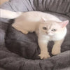 Cloud Nine Calming Sofa Bed