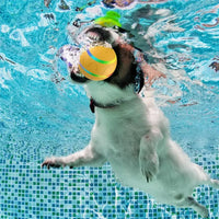 Dog's Ball